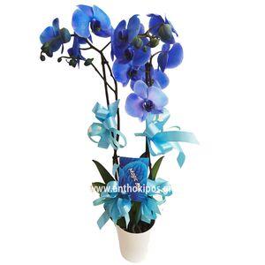 Μπλε ορχιδέα φυτό για γέννηση αγοράκι στο μαιευτήριο Αλεξάνδρα