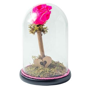 Glass bell with fucksia rose that lives for ever