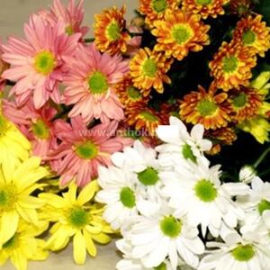 6 Bouquets chrysanthemums