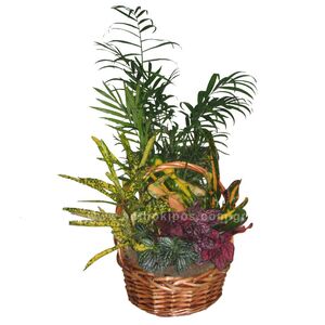 Composition with plants in basket