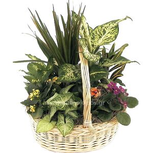Arrangement with plants In big basket