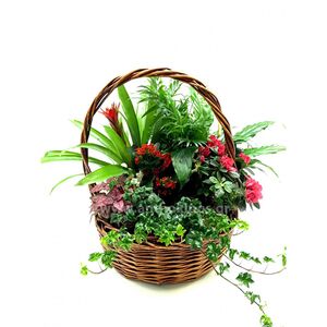 Composition with colorful plants in basket.