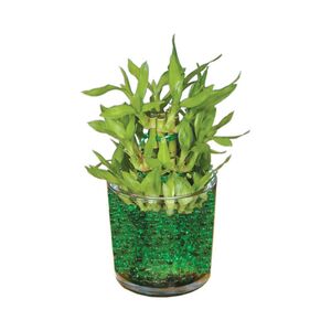 Lucky bamboo in glass