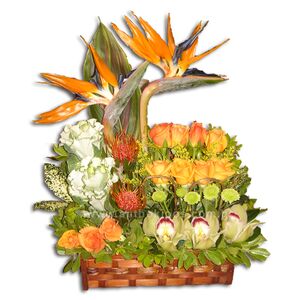 Flower Arrangement in trunk, with roses, gerberes, orchids (cymbidium), birds of paradise, import foliages, in group shape